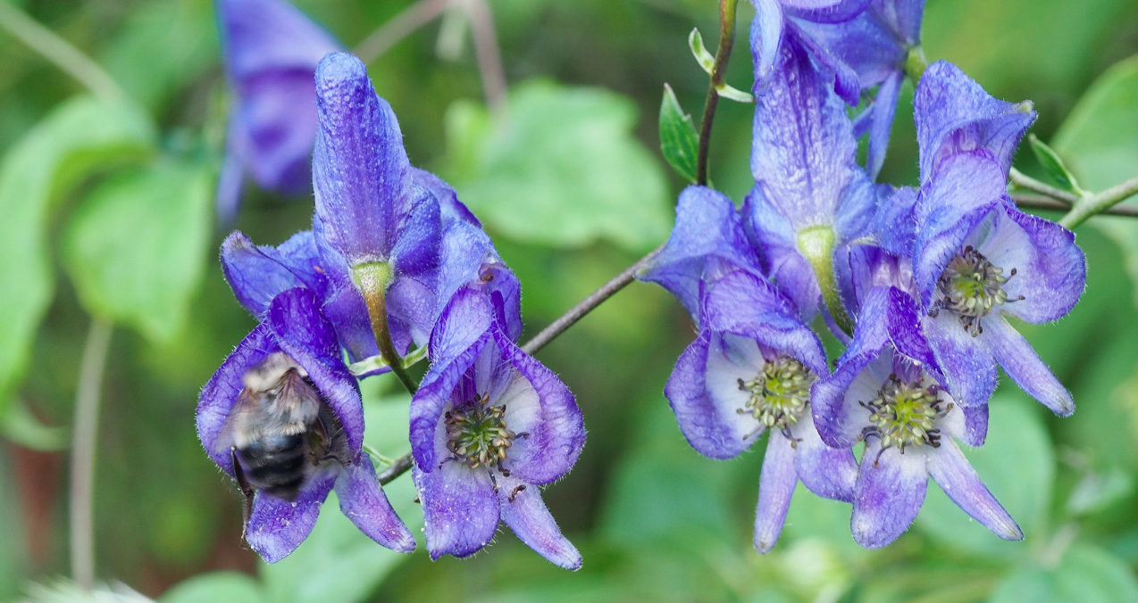 Monkshood with bumble bee by Nancy Lee Adamson