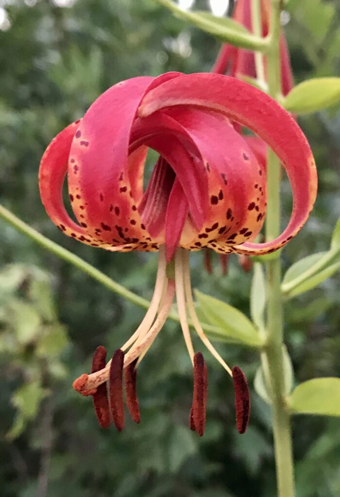 Up-close bloom of Sandhills Lily (Lilium pyrophilum)