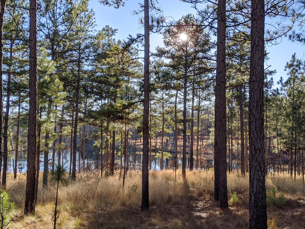 Pines and pond at LighterWood Farm