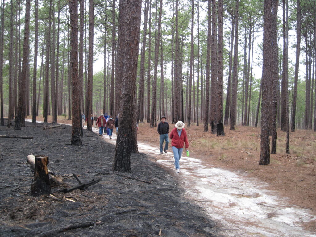Members of the NC Native Plant Society explore management techniques at a Longleaf Pine reserve Photo by Amy Mackintosh [don’t use former cultine Longleaf management