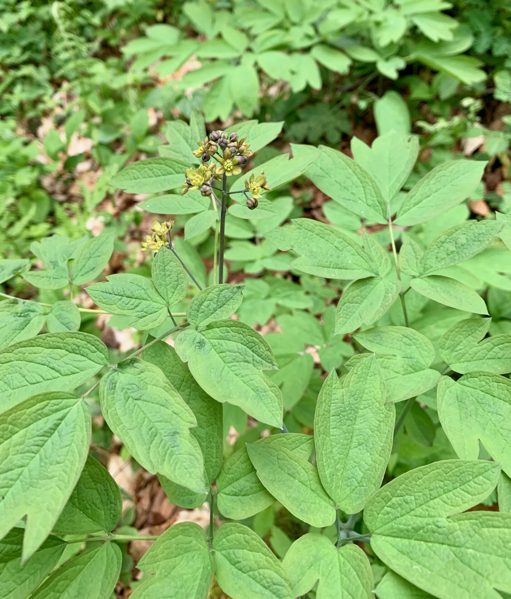 Blue Cohosh (Caulophyllum thalictroides)