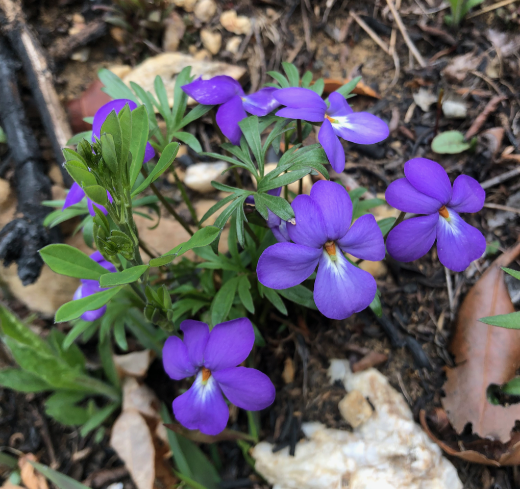 Bird’s-foot Violet (Viola pedata)
