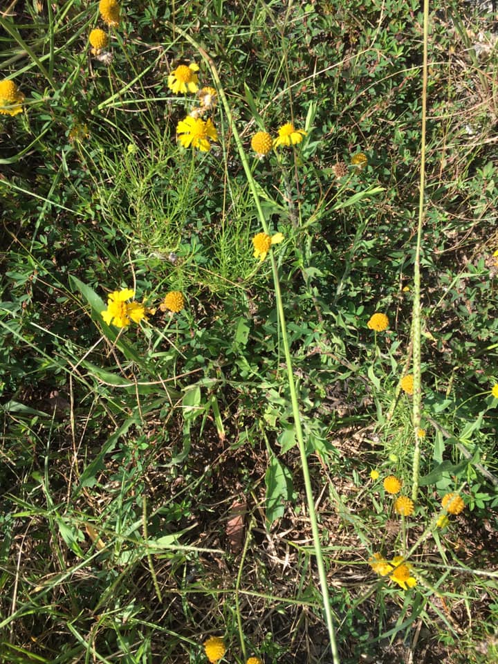Sneezeweed