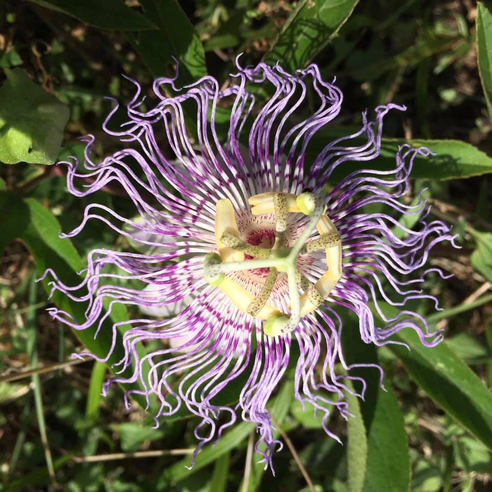 Passionflower