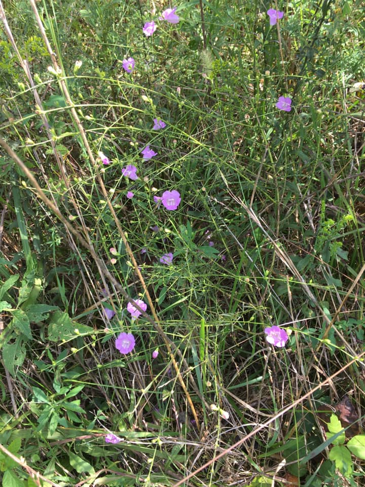 Algalinis purpurea - Gerardia