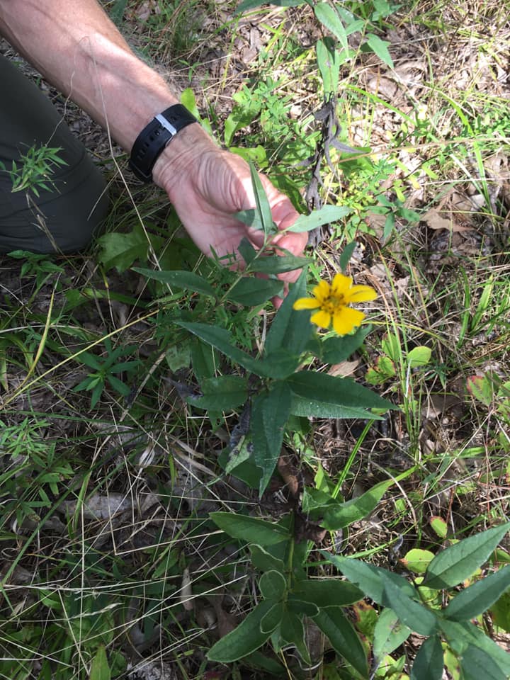 Pale Leaf Sunflower