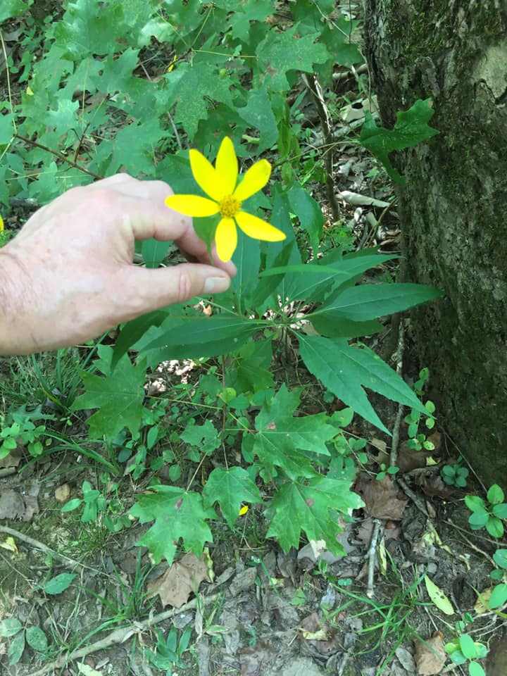 Helianthus - Sunflower family.