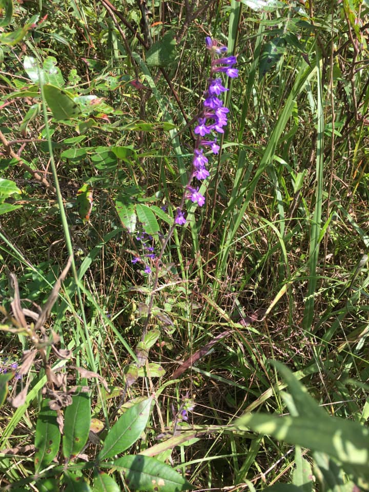 Blue lobelia