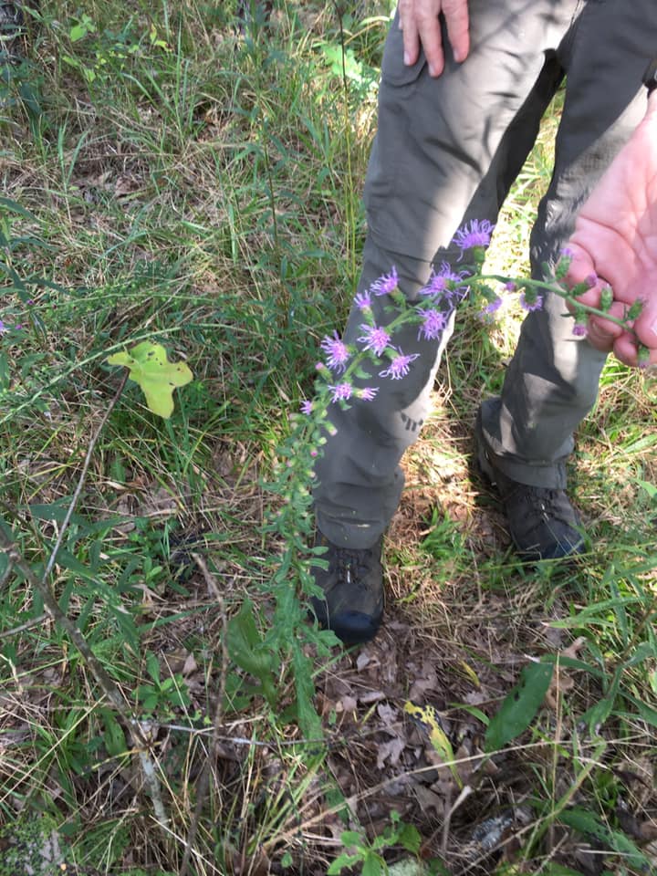 liatris squarrosa