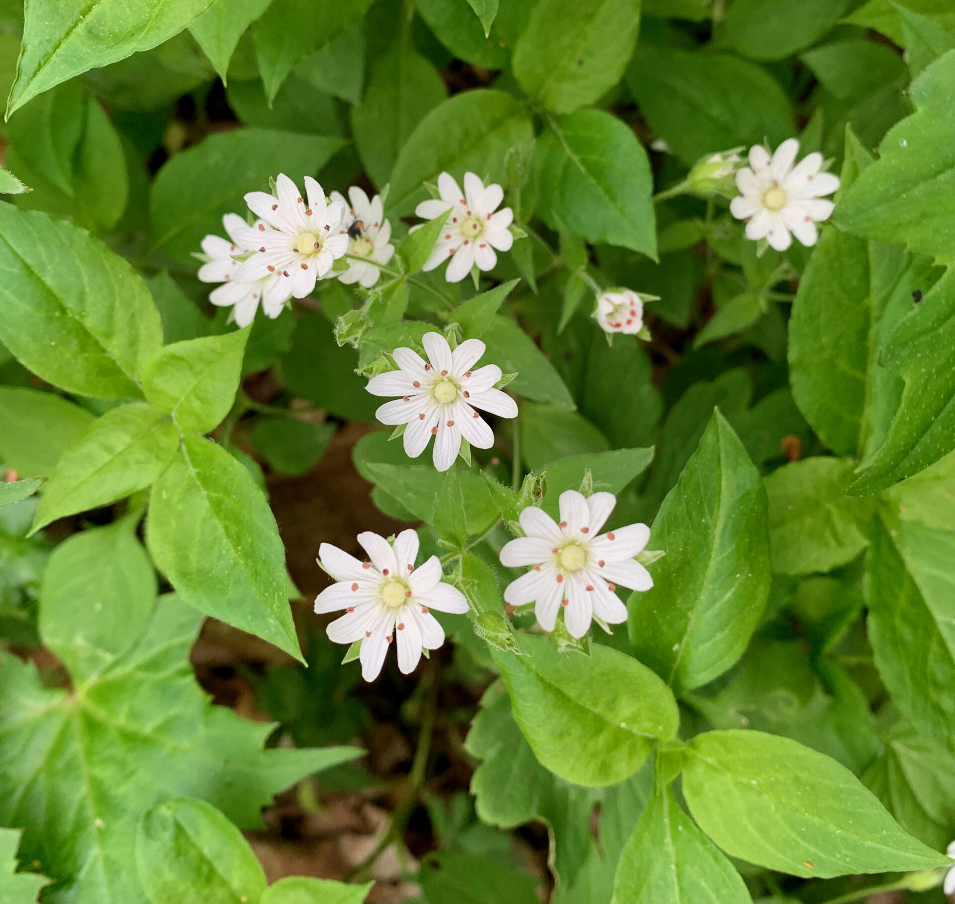 Mountain Chickweed (Stellaria corei)