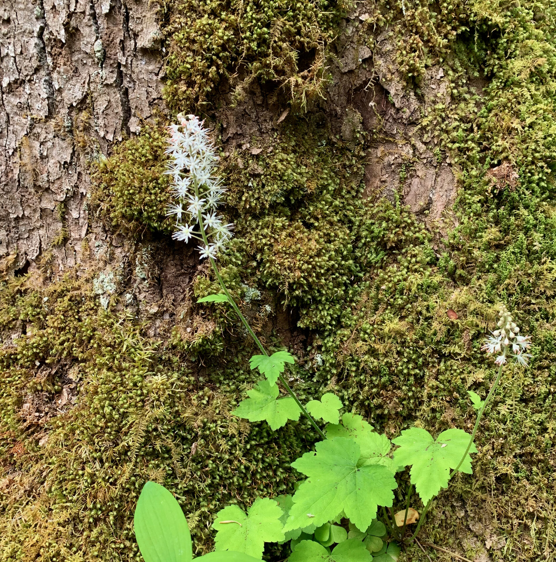 Foamflower (Tiarella austrina)