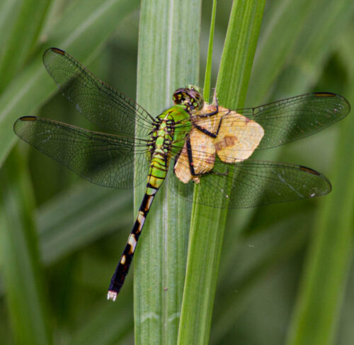 Eastern Pondhawk, Erythemis simplicicollis (by Stephen Hall)