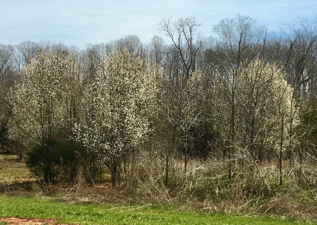 Bradford Pears naturalizing on a greenway edge