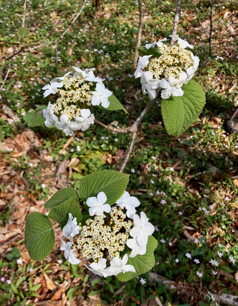 Hobblebush (Viburnum lantanoides)