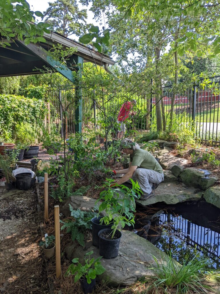 Volunteers planting in a native plant garden