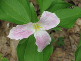 Trillium