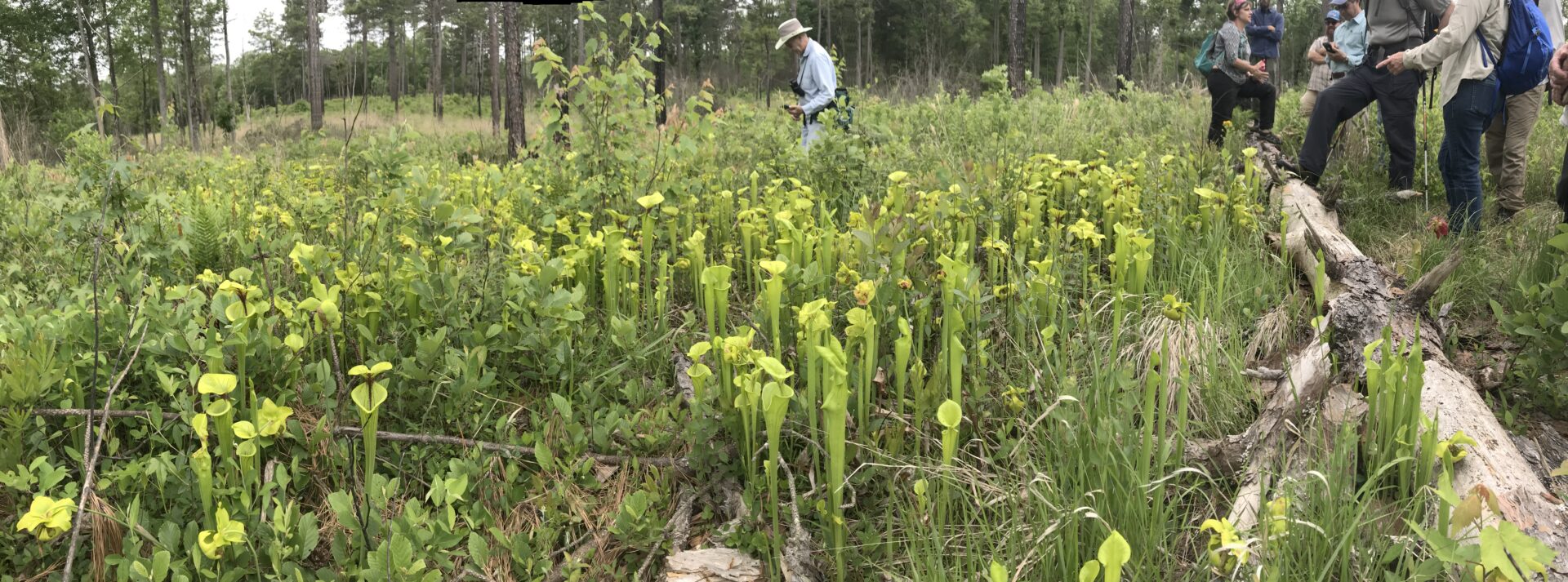 Hike, Nature, Bog Preserve