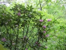 Rhododendron at Flower Hill
