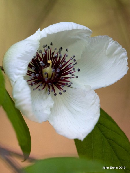 Stewartia flower