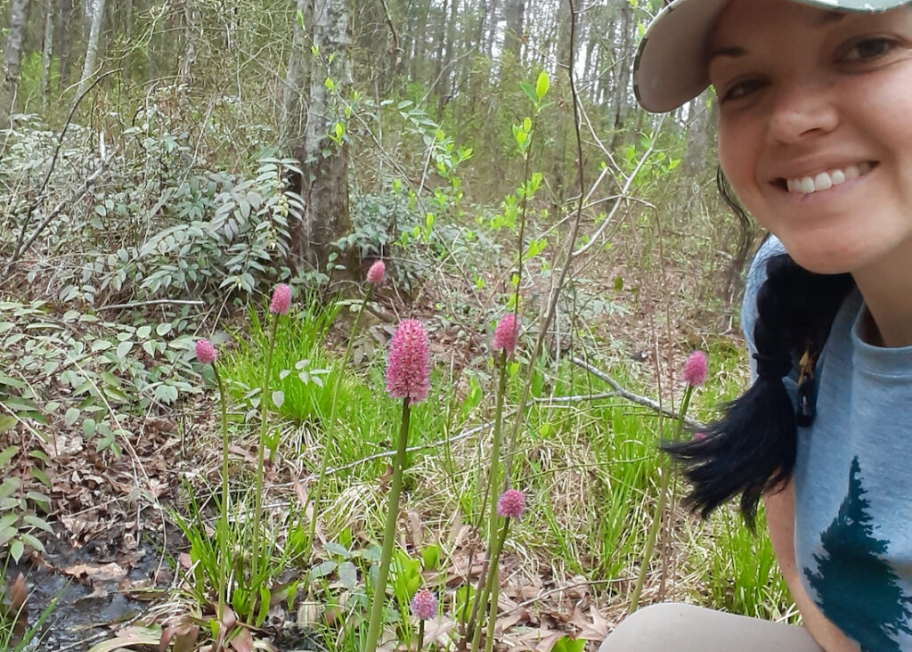Kate Loughran studying a population of Helonias bullata
