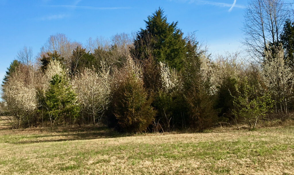 Bradford Pears invading a field