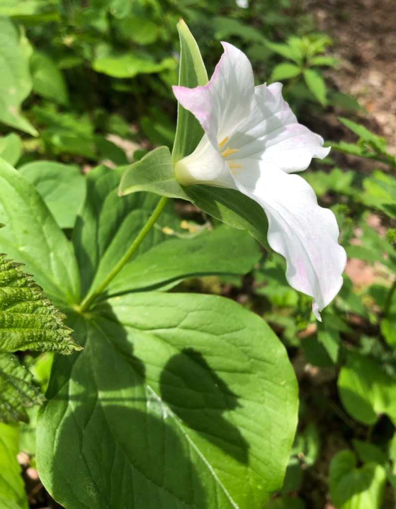 Trumpet shape of Trillium grandiflorum