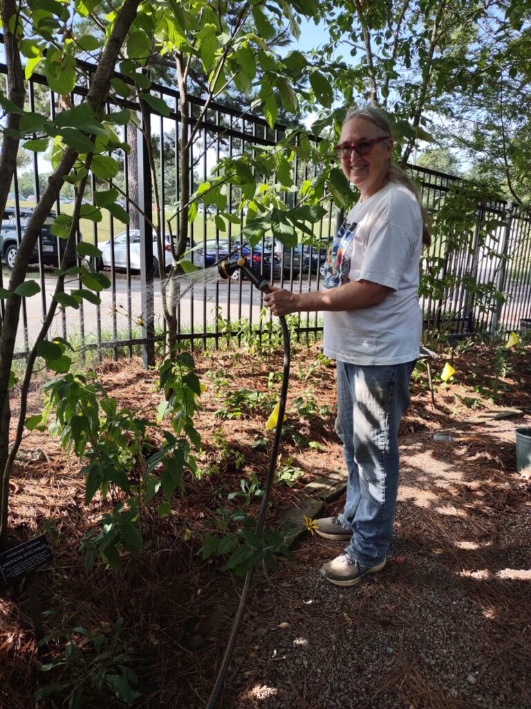 Volunteer watering a shrub