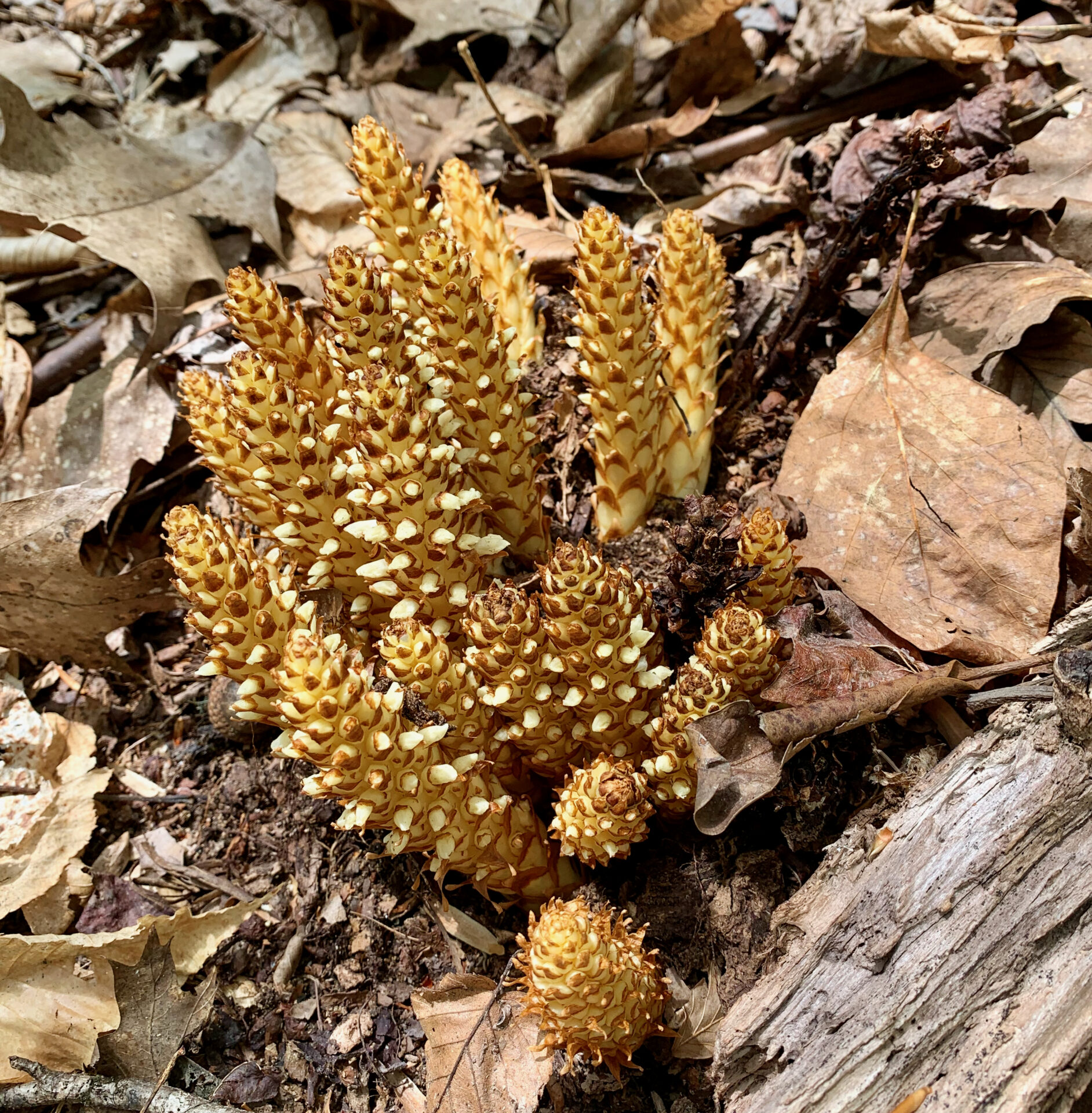 Bearcorn (Conopholis americana)
