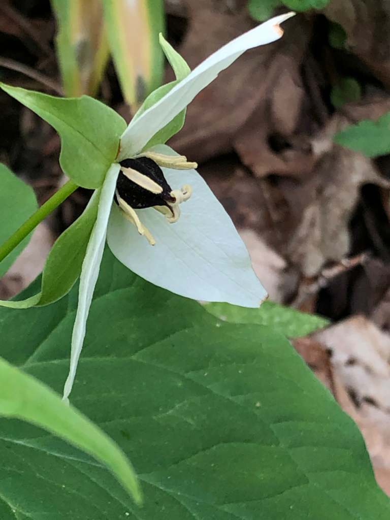 White-flowered Red Trillium (T. erectum var. album) petals attach flatly to the flower stalk and don't overlap