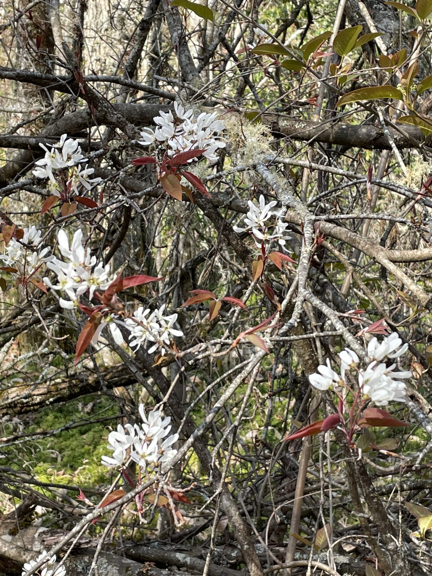 Serviceberry (Amelanchier sp.)