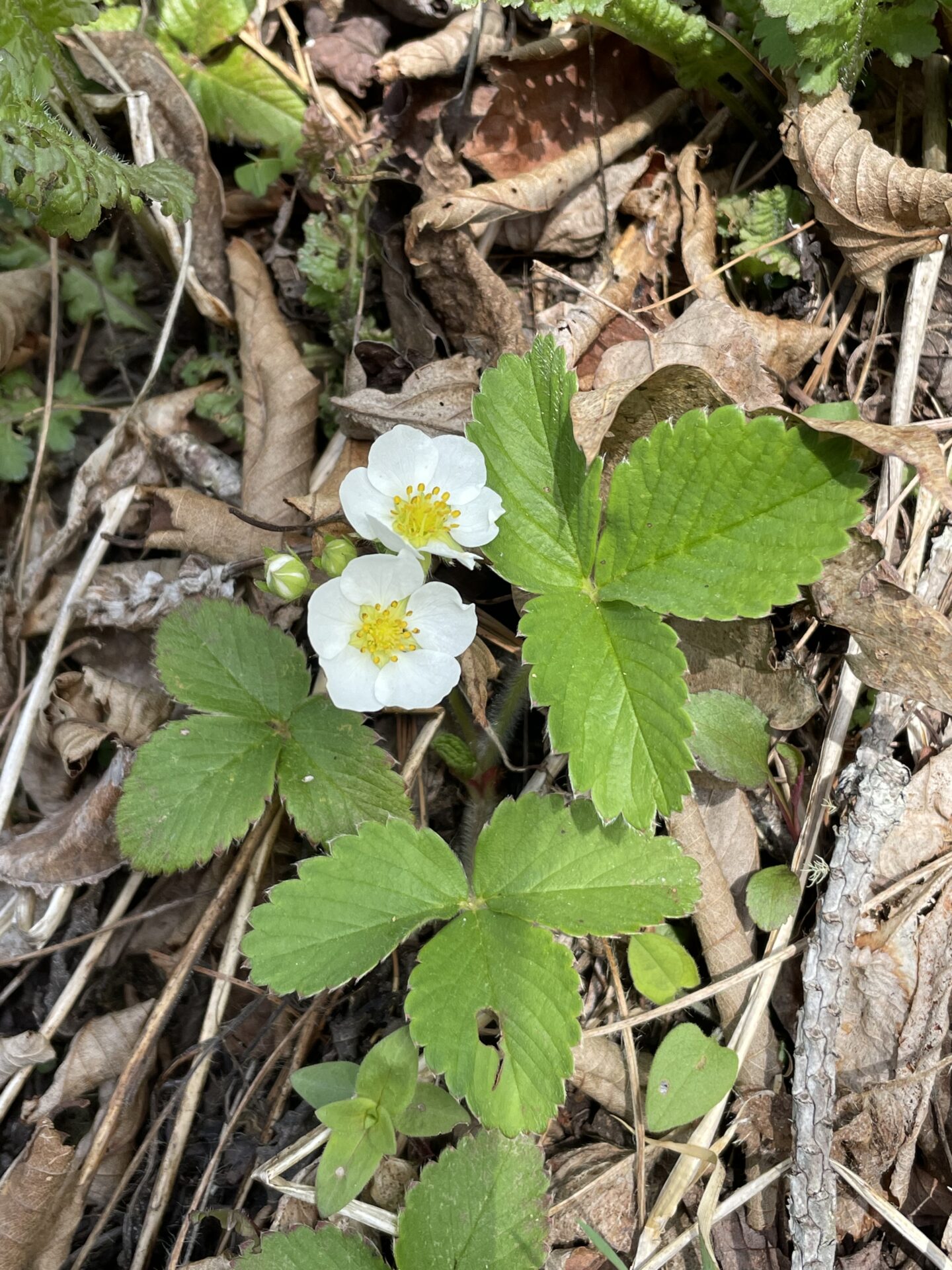 Wild Strawberry (Fragaria virginiana)