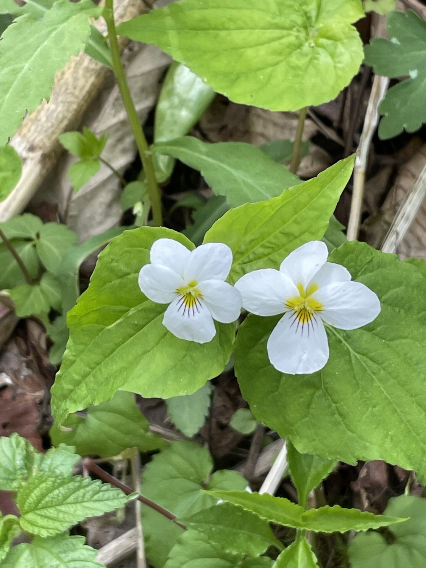 Canada Violet (Viola canadensis)
