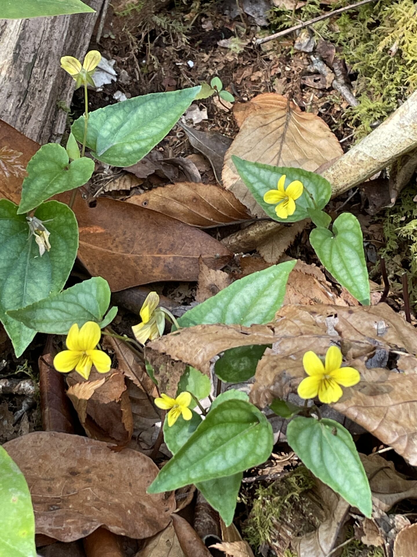 Halberd-leaved Violet (Viola hastata)