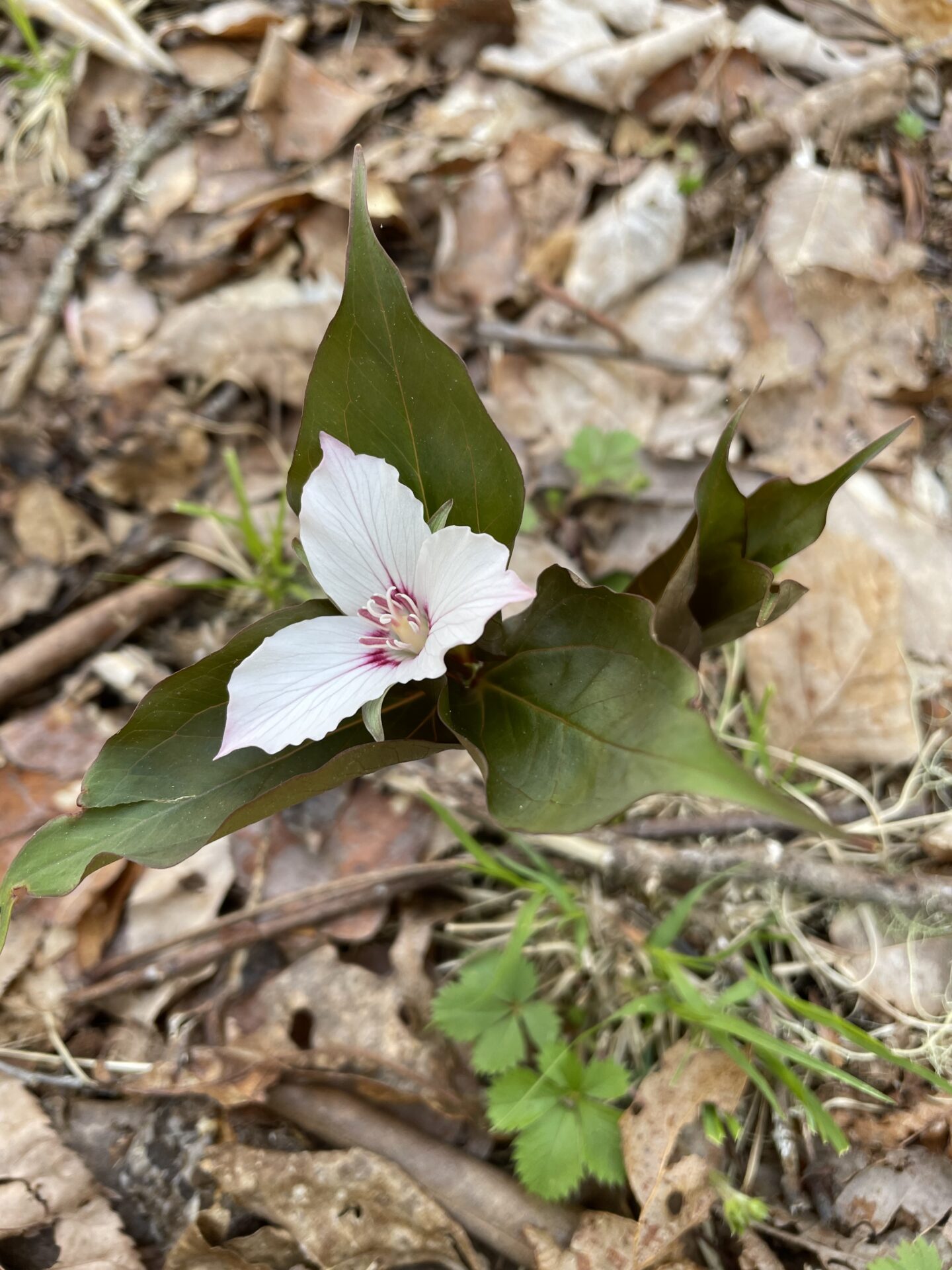 Painted Trillium (Trillium undulatum)