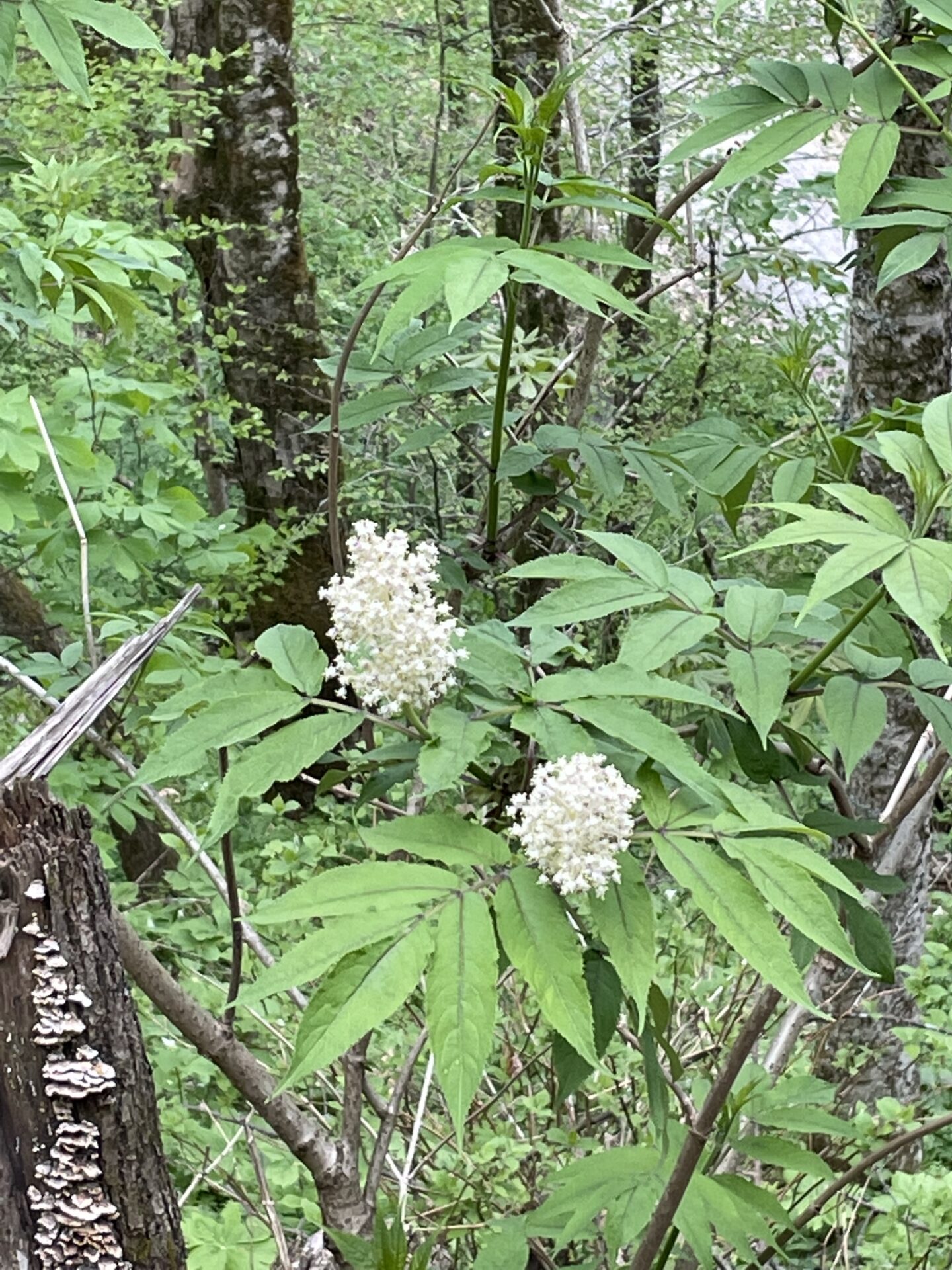 Red-berried Elder (Sambucus racemosa)