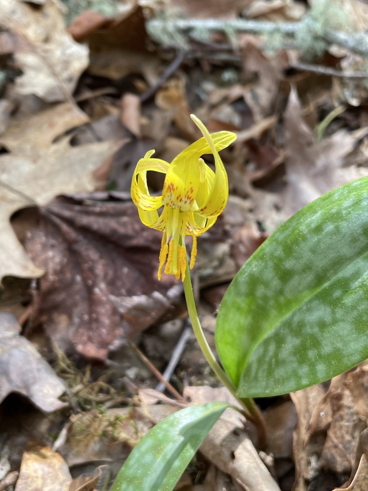 American Trout Lily (Erythronium americanum)