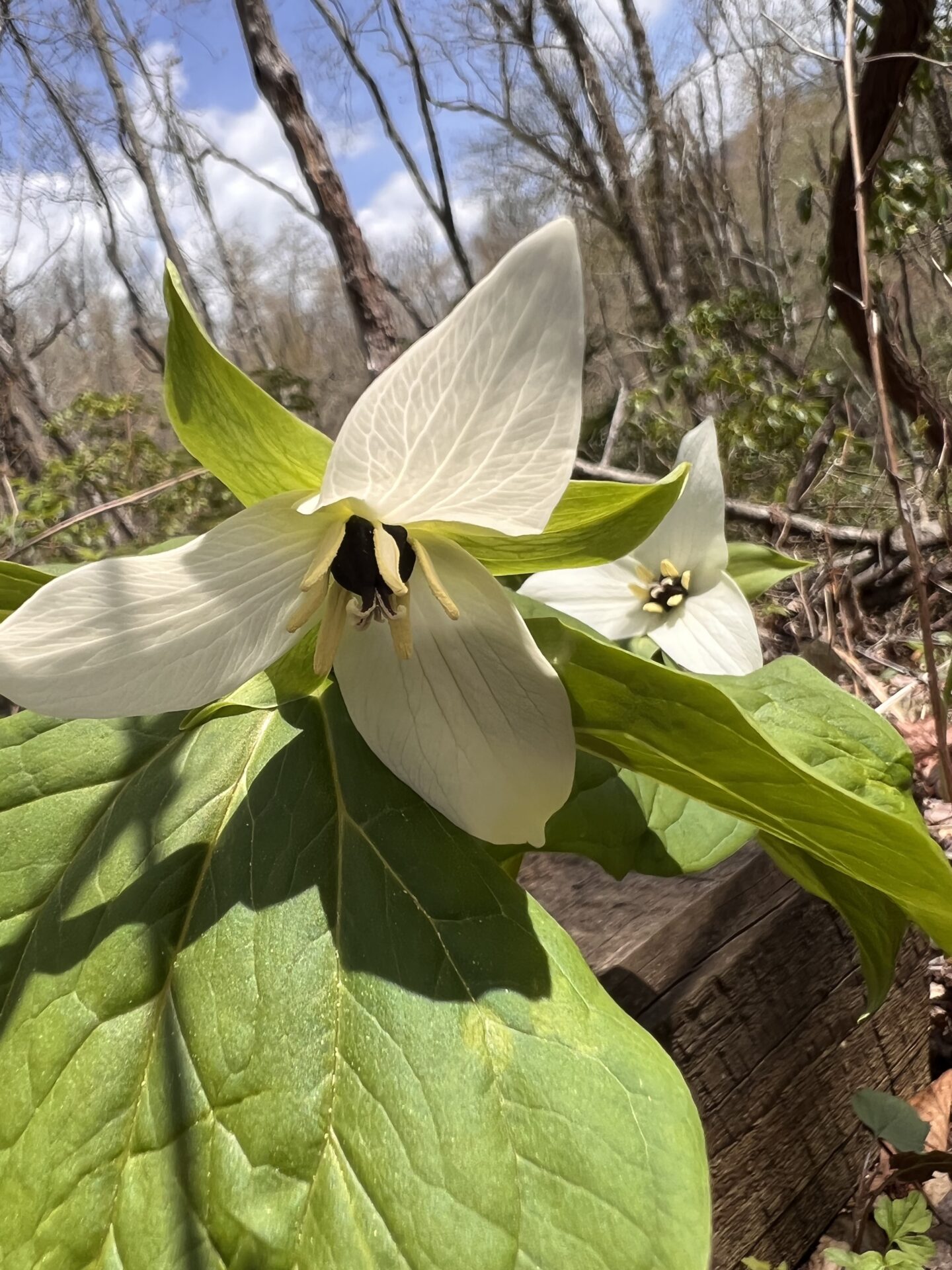 White-flowered Red Trillium (Trillium erectum var. album)