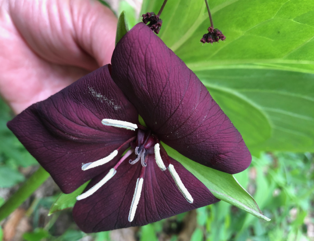 Vasey's Trillium (T. vaseyi)