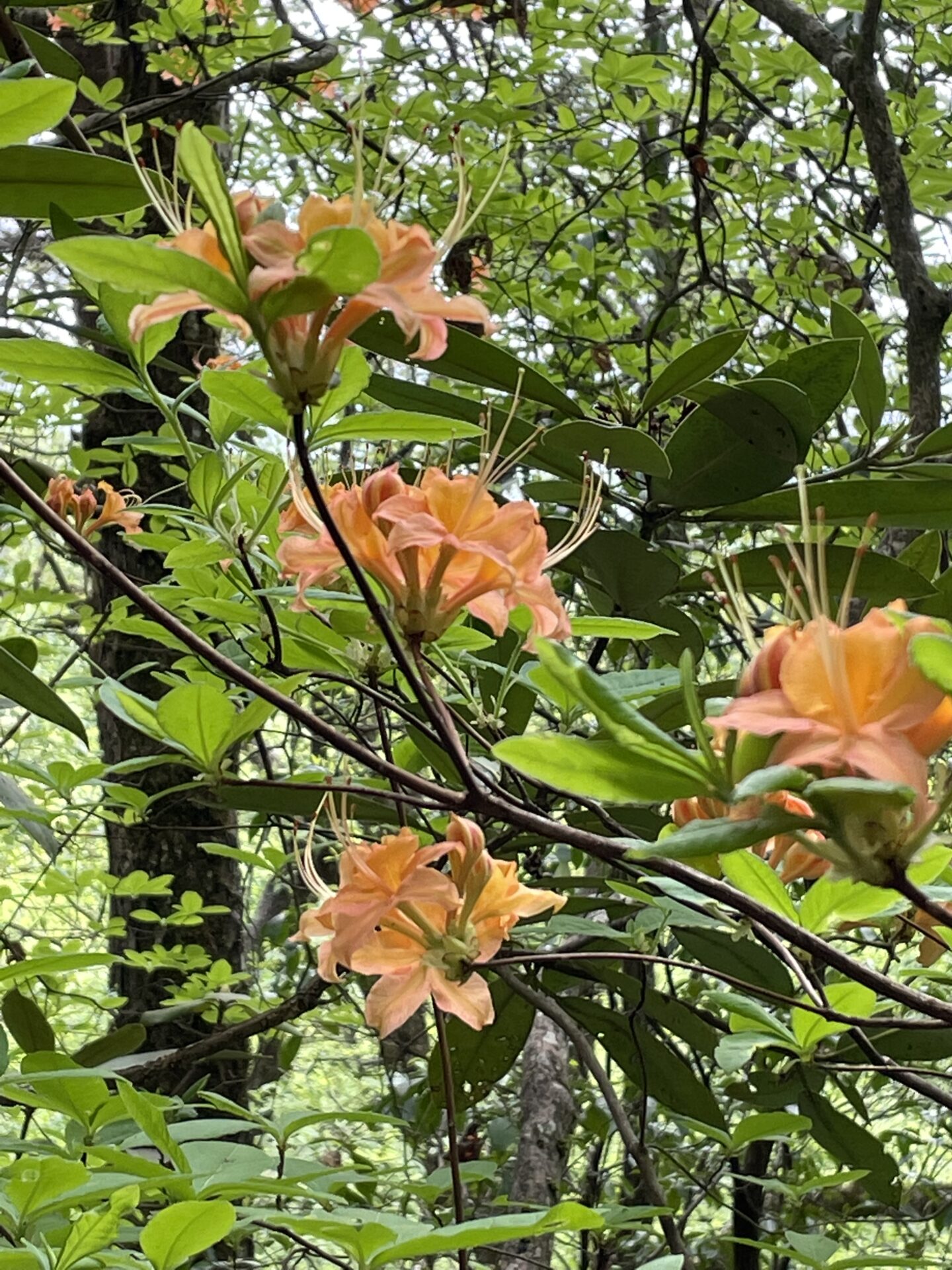 Flame Azalea (Rhododendron calendulaceum)
