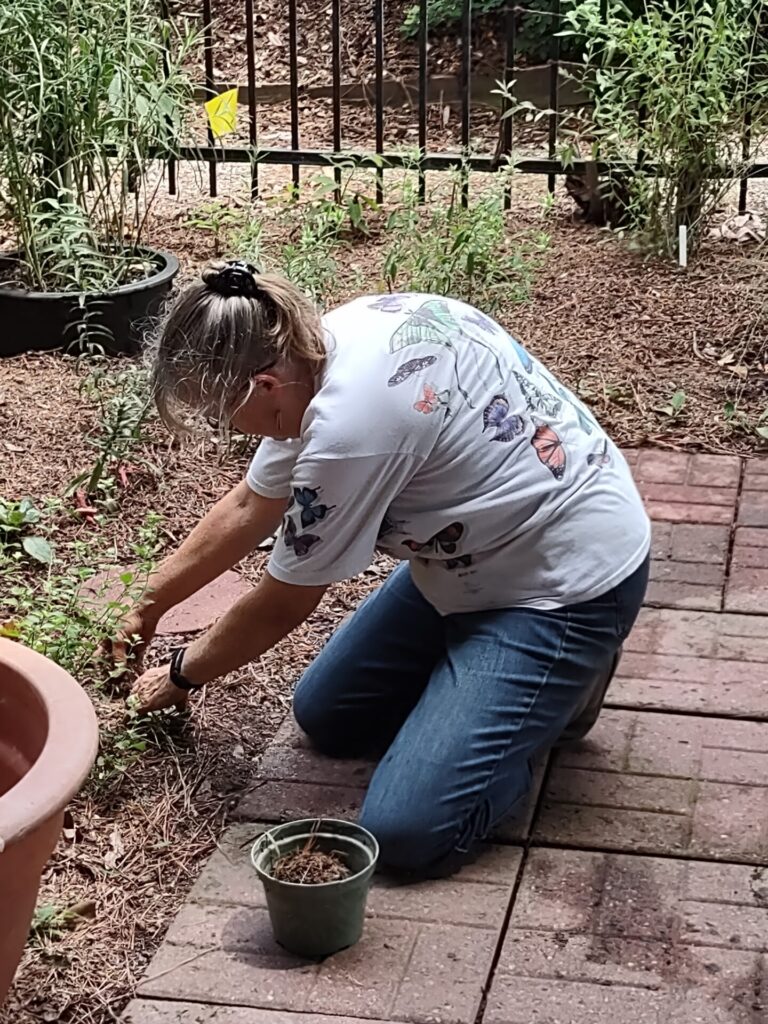 Woman planting a native plant