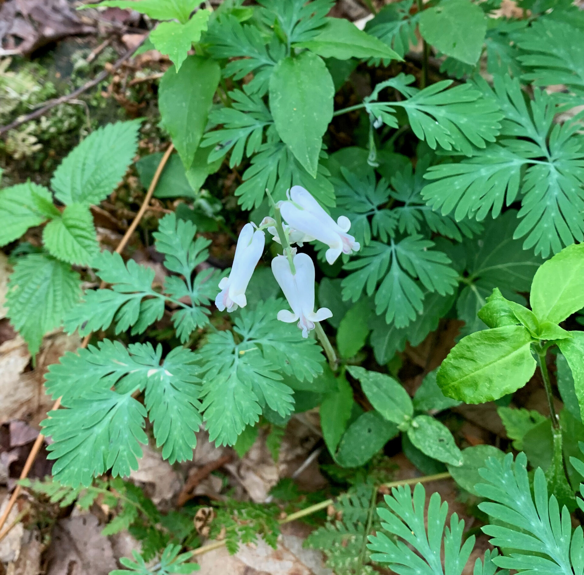 Squirrel Corn (Dicentra canadensis)