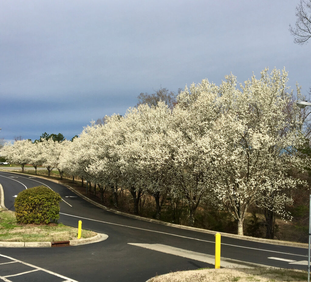 Bradford Pears on a parking lot edge
