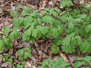 Seven Mile Creek