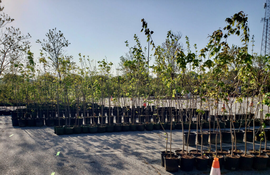 Native trees ready for pickup at a Bradford Pear Bounty Program event