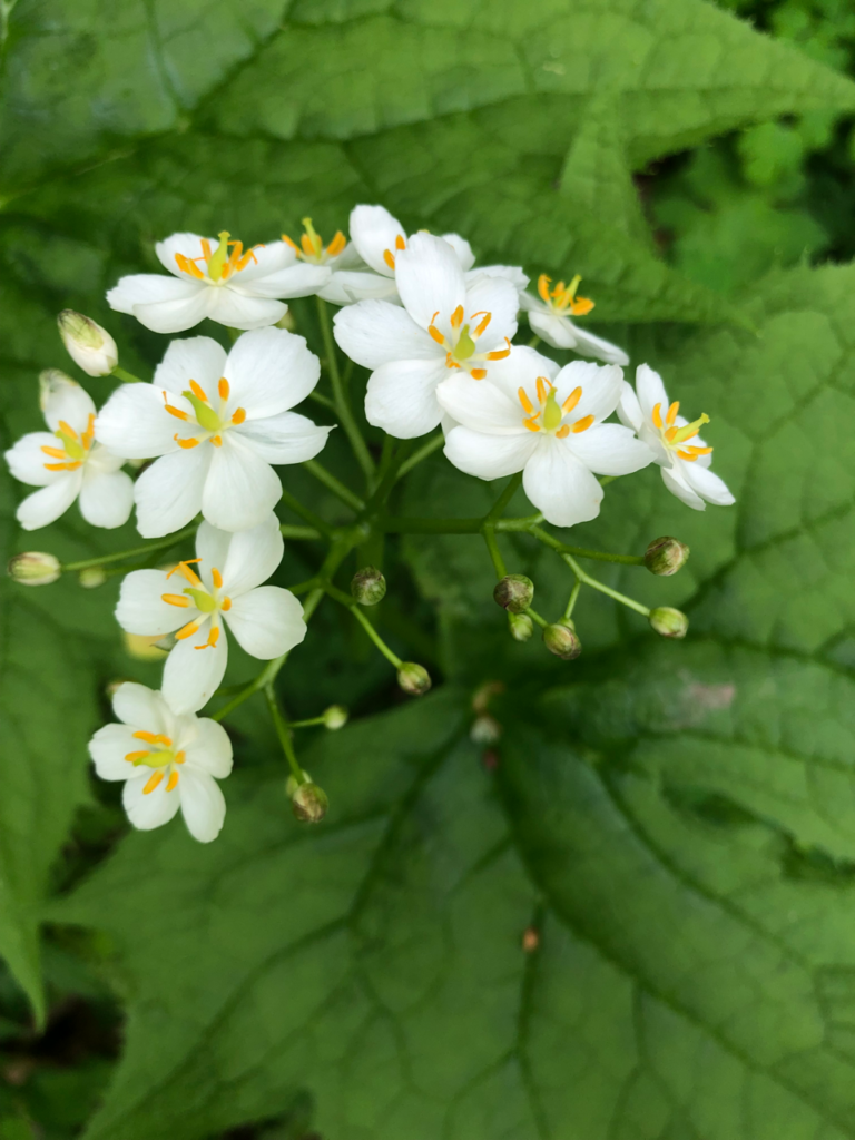 Umbrella-leaf in bloom
