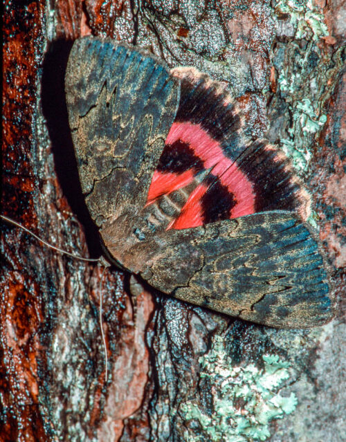 Carissima Underwing Moth, Catocala carissima, at Nag's Head Woods, Dare County (by Stephen Hall)