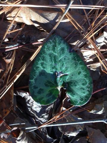 Hexastylis arifolia