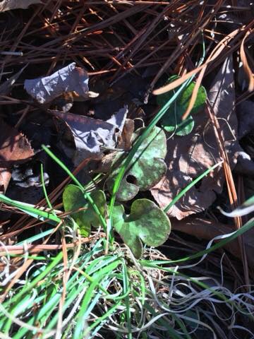 Hepatica americana