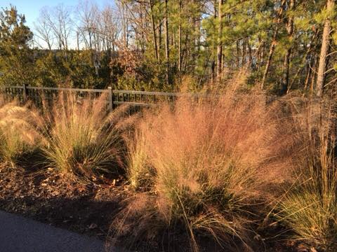 Eragrostis spectabilis