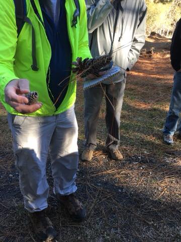small and large long leaf pinecones